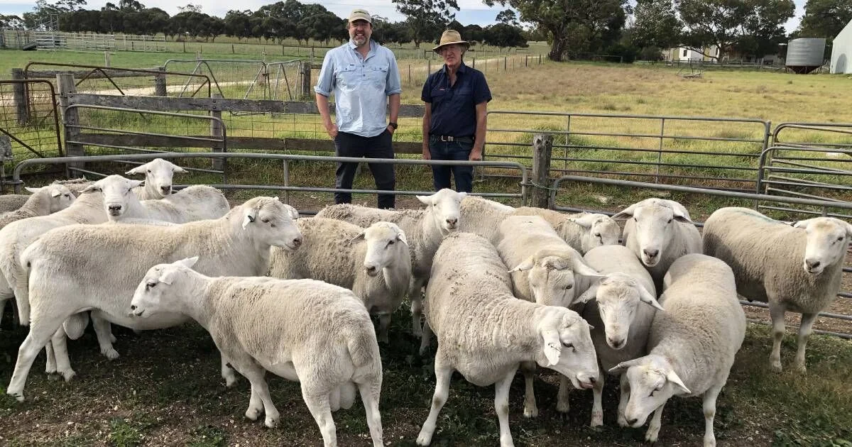 Australian Sheep Export Returns High Fertility Gene to India