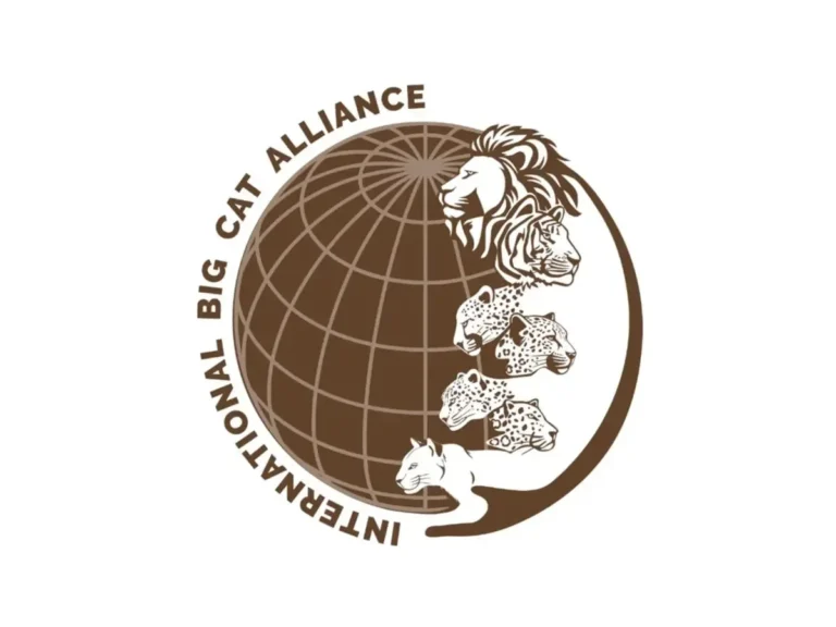 Bangladesh Joins International Big Cat Alliance for Wildlife Conservation