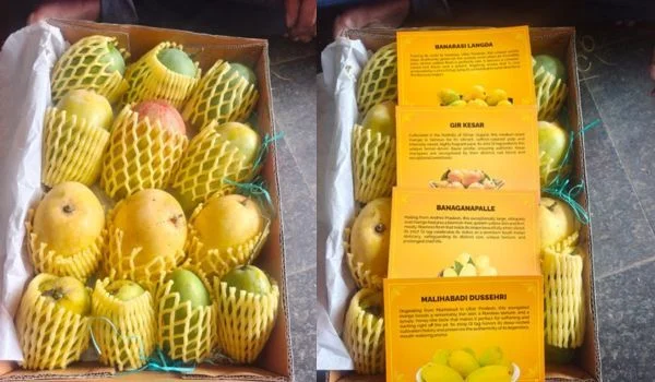 BJP President Sends Indian Mangoes to Diplomats in New Delhi
