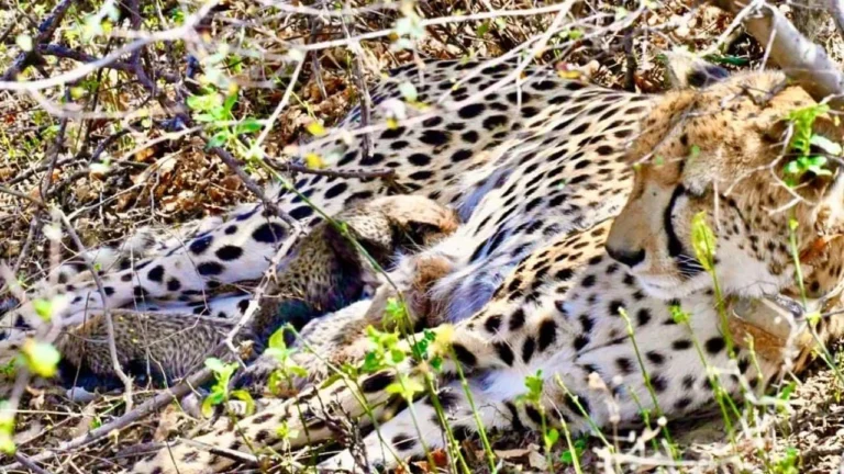 Indian-Born Female Cheetah KGP11 Dies at Kuno National Park