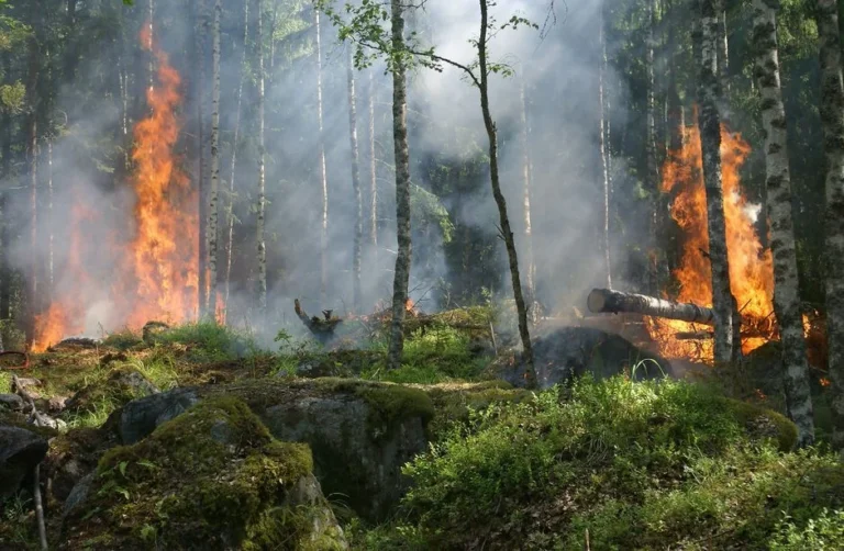 Congress Investigates Sweep of Forest Service Restructuring
