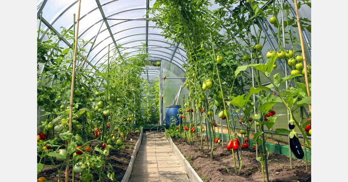 Haryana CM Unveils Horticulture Projects in Jhajjar District