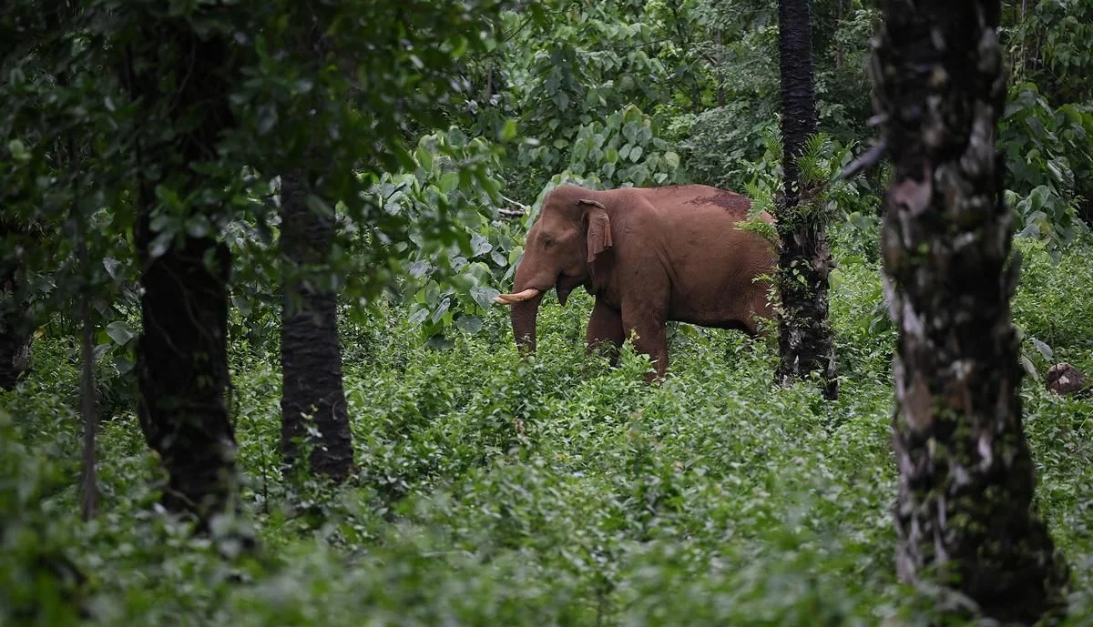 India's Elephant Protection Expands Forest Carbon Reserves by 38%
