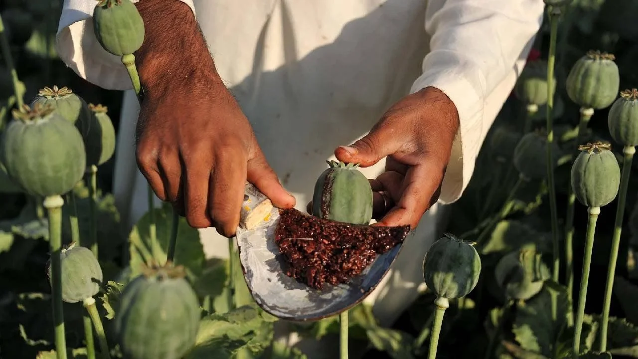 India Faces Severe Drug Trafficking Threat From Myanmar as Opium Production Surges