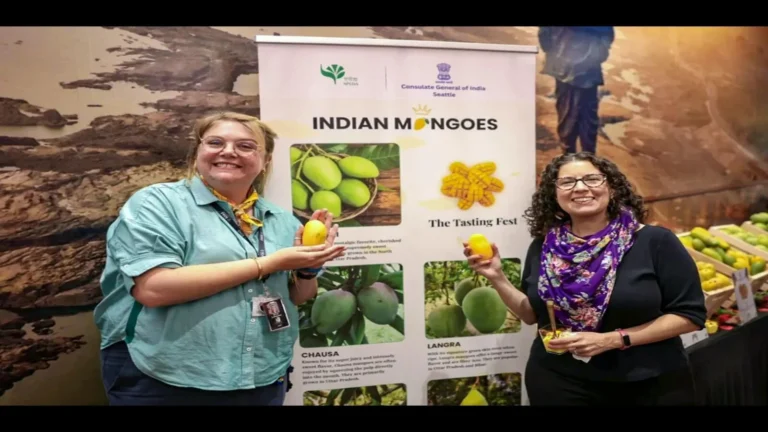 Indian Mango Exports to US Hit Record Highs
