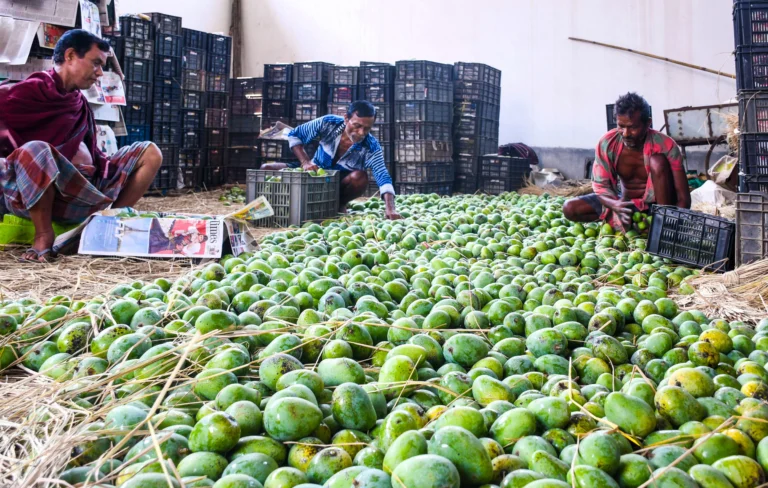 Indian Mango Festival Draws Hundreds of Consumers in Washington