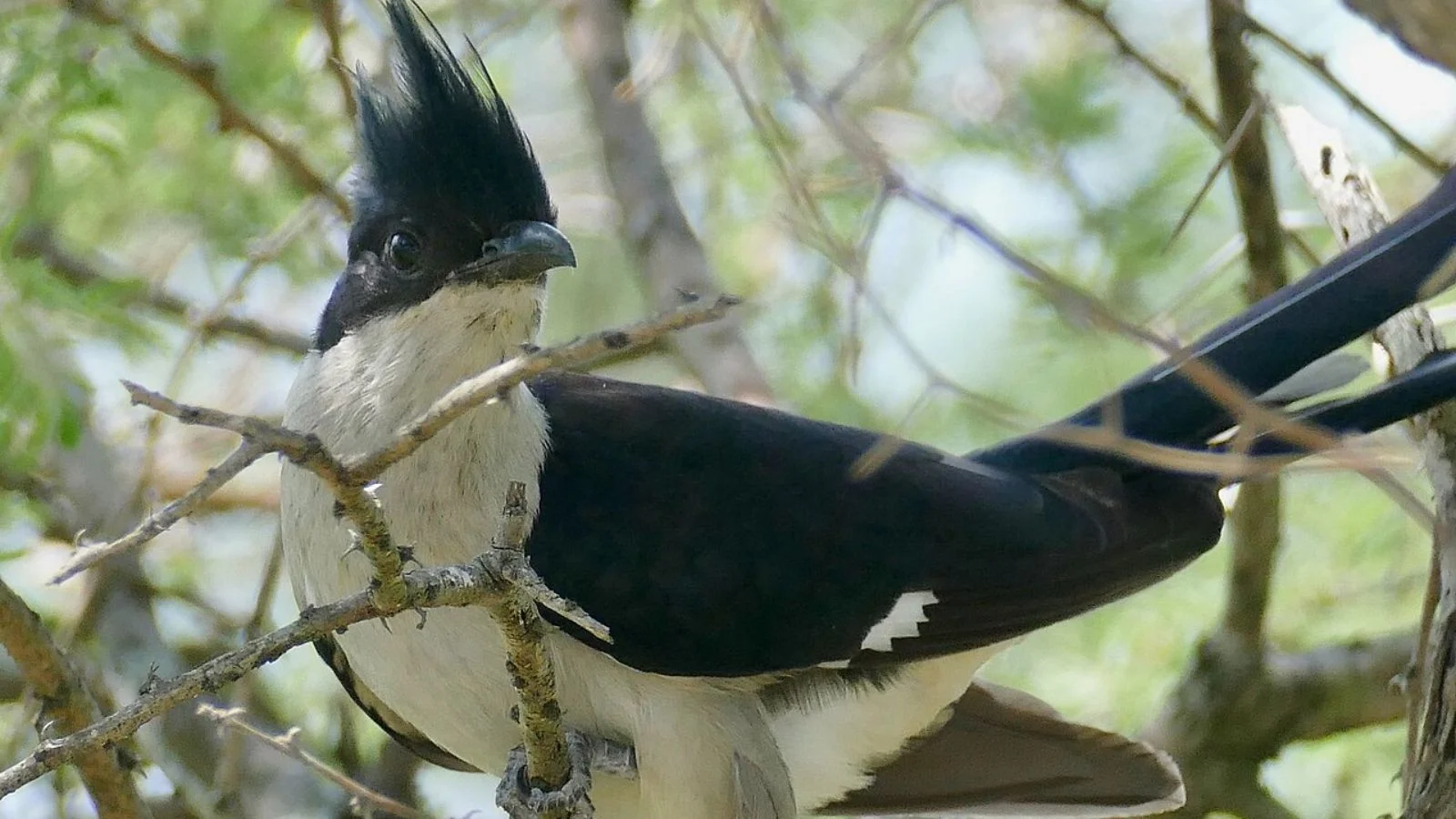 Jacobin Cuckoo Monsoon Myth: Science vs Folklore