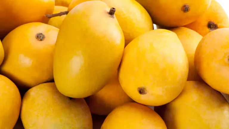 Japan Suspends Indian Mango Imports Over Quarantine Violations