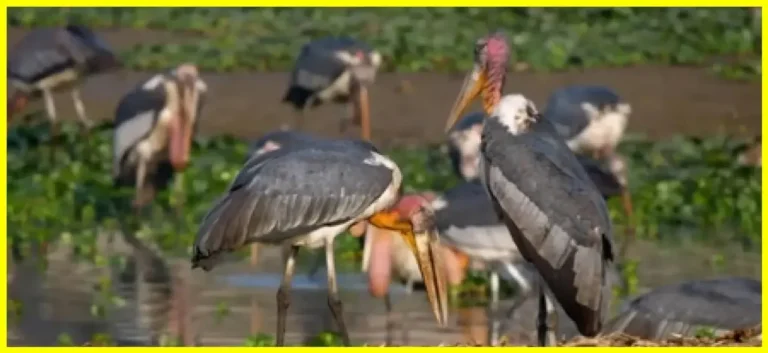 PM Modi Hails Assam Hargila Stork Conservation in Mann Ki Baat