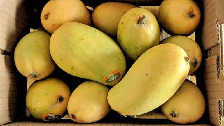 Top Five South Indian Mango Varieties to Savour