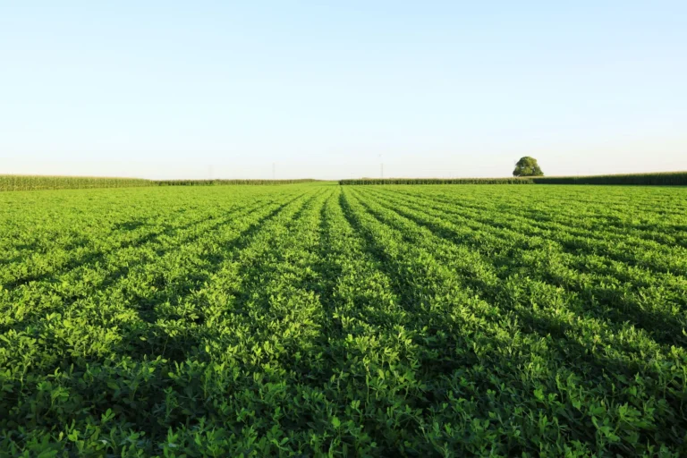 Tri-State Peanut Planting Faces Severe Weather Disruptions