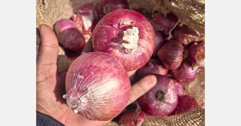 India Onion Export Market Faces Supply Squeeze Amid Weather Disruptions