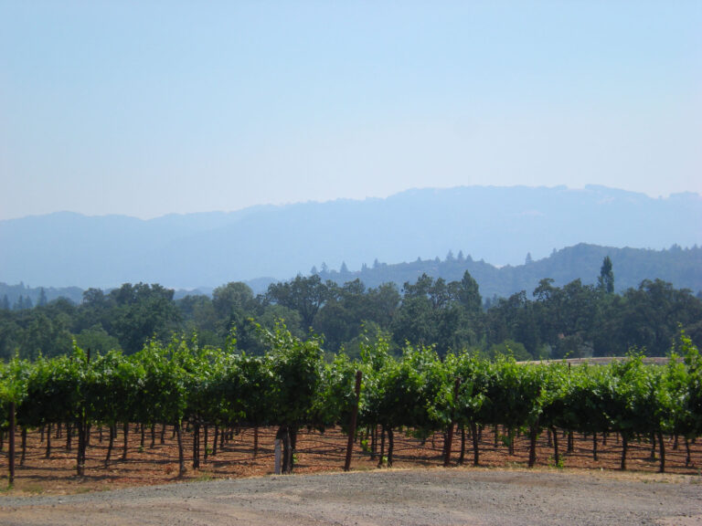 Illustrative file photo: vineyard landscape in Kenwood, Sonoma Valley, near the $12M fireproofed mansion listing (photo: Sarah Stierch / Wikimedia Commons, CC BY 4.0)