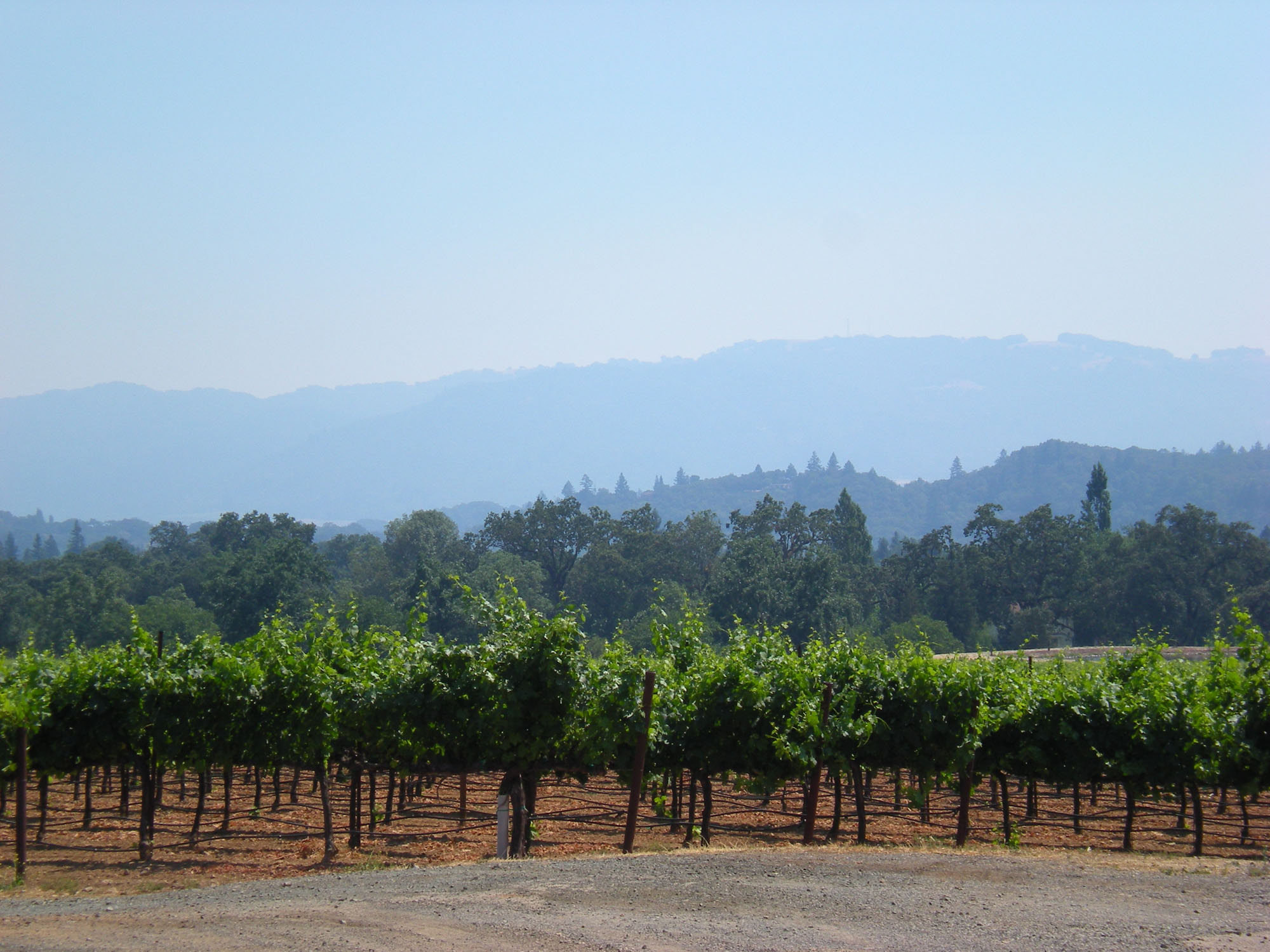 Illustrative file photo: vineyard landscape in Kenwood, Sonoma Valley, near the $12M fireproofed mansion listing (photo: Sarah Stierch / Wikimedia Commons, CC BY 4.0)