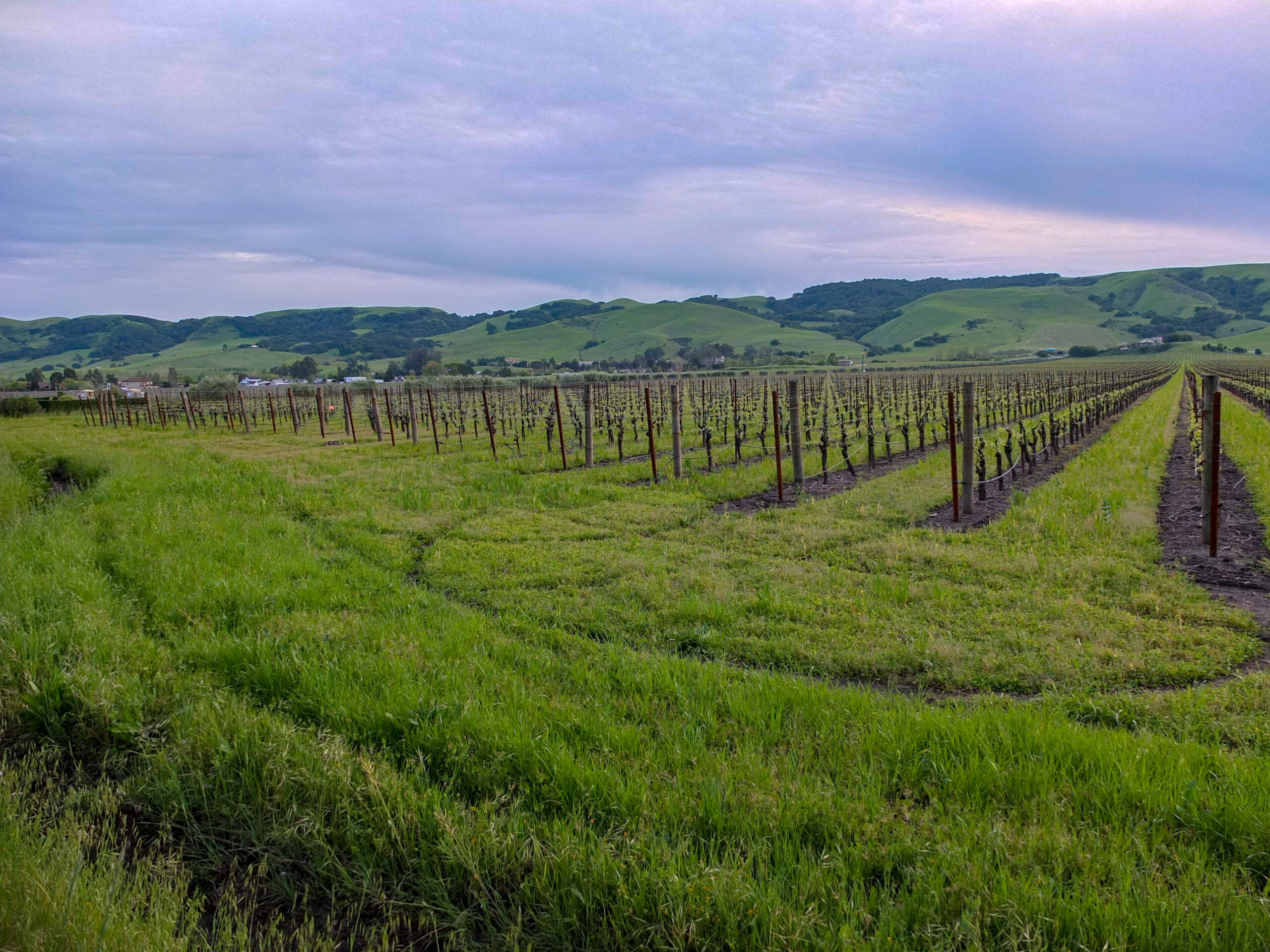 Vineyard landscape in Sonoma County near the $12M fireproofed mansion listing (illustrative file photo)