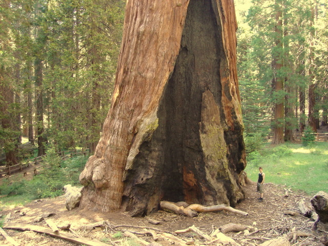 The General Grant tree in Kings Canyon National Park (illustrative file photo)