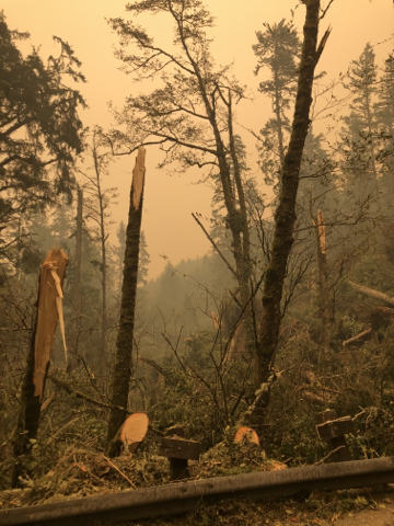 Wildfire smoke and damaged trees along U.S. Highway 101 (illustrative file photo)